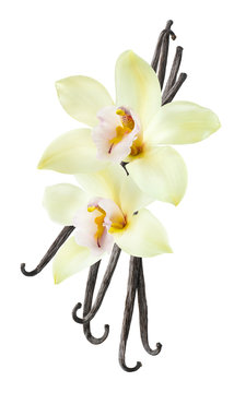 Vanilla bean flower vertical isolated on white background