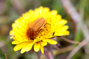 May bug or cockchafer or Melolontha on a dandelion