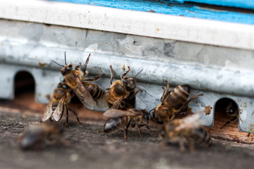 The bees at front hive entrance close-up