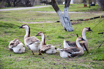 A flock of geese resting on the grass in a village in the spring