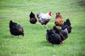 rooster and chickens graze on green grass
