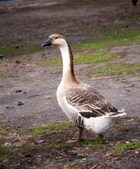 One gray goose stands on the ground in the village