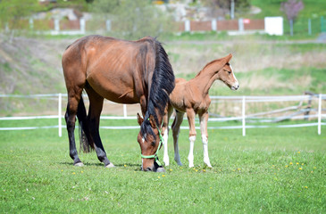 Naklejka na ściany i meble The little foal with his mother in the field.