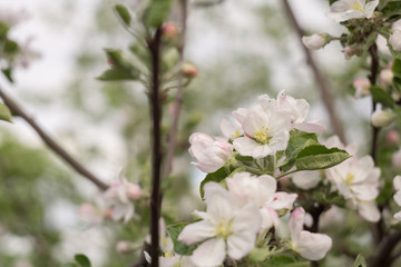 Spring Apple Blooming Trees