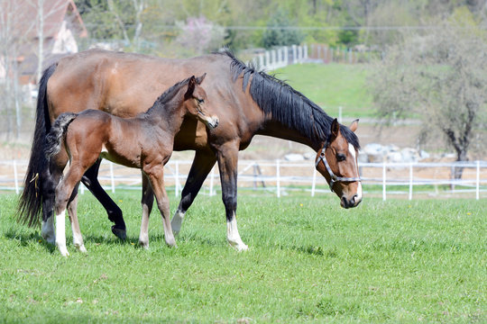The little foal with his mother in the field.