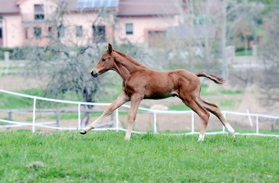 The little foal with his mother in the field.