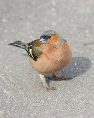 Male Common Chaffinch Fringilla coelebs looking around, close-up portrait on road, selective focus, shallow DOF