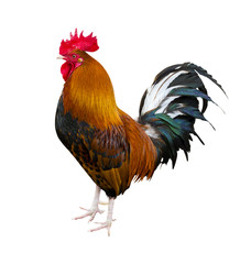 cock. Rooster portrait. Rooster on a farm. Rooster and chickens. farm. a family. beautiful male...