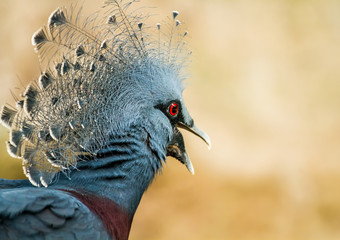 closeup Victoria crowned pigeon © lightofchairat