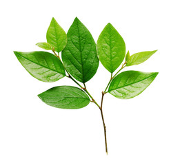 Twig with green leaves