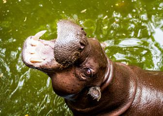hippo in chiangmai Thailand