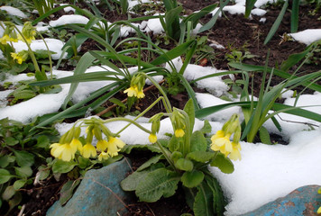 Flowers of yellow primrose in the snow, spring landscape, nature 