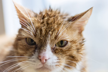Portrait of a brooding cat 