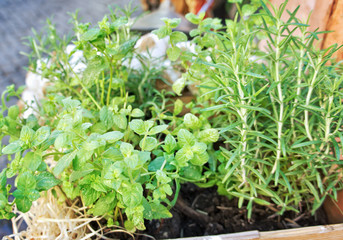 Herbs in plant pots with copy space