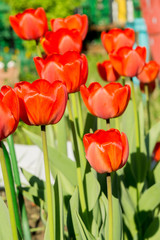 Spring Red Tulip Macro