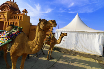 Camel ride at great Rann of Kutch (Rann Utsav), Gujarat