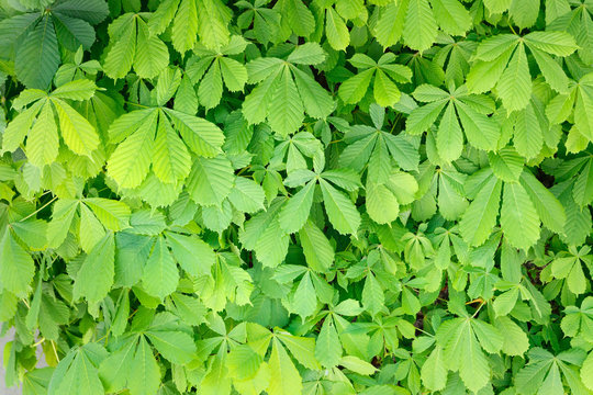 Many green leaves of the chestnut