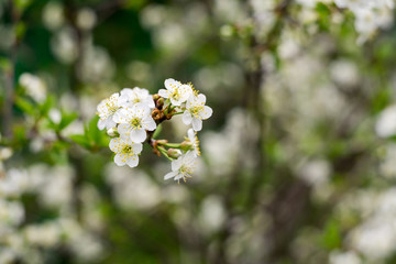 White Cherry Blooming Trees