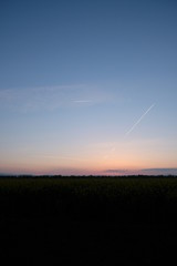 Kondensstreifen und Cirren über Rapsfeld im Sonnenaufgang