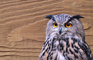 hibou grand duc sur fond bois