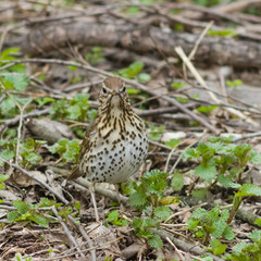 Song Thrush, Turdus philomelos, standing on ground front view close-up portrait, selective focus, shallow DOF