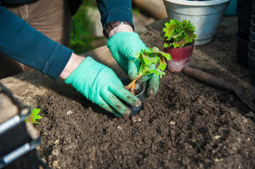 Fototapeta premium Farmer planting young seedlings