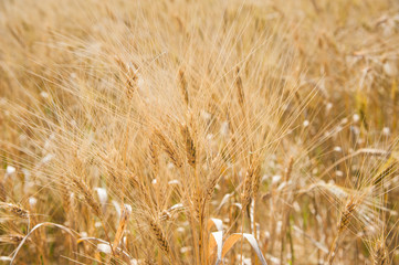 Wheat field