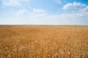 Gold wheat field