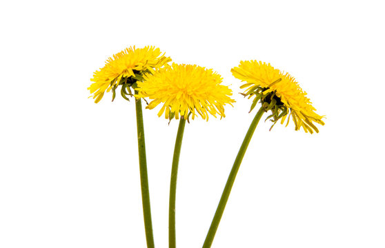 Fototapeta Dandelion flower