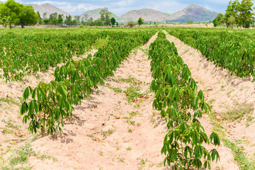 Fototapeta na wymiar Cassava plantation farming , growing of Cassava