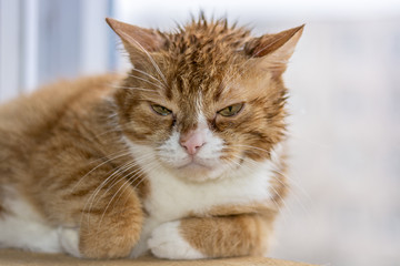 Portrait of a brooding cat 