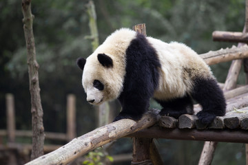 Obraz premium lovely giant panda in zoo