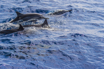 Obraz premium 父島のイルカ