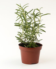 Rosemary in flowerpot on white background. Plant in flowerpot