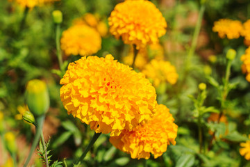 marigolds in garden.