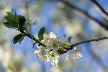 White Spring Blooming Trees