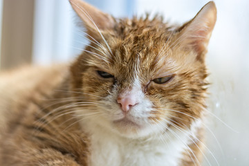 Portrait of a brooding cat 