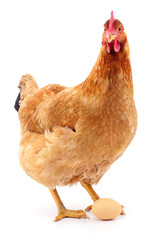 Brown hen with egg.