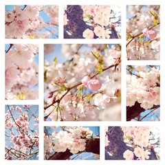 Frühling Grußkarte - Japanische Kirschblüten - Collage - Frühlingszeit