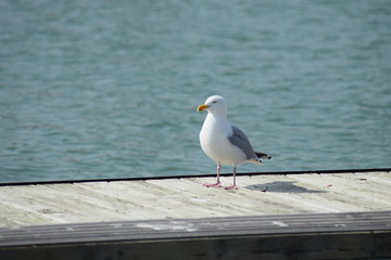 lonesome seagull