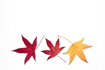 Japanese maple leaves isolated on white background