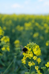 Obraz premium Hummel auf Rapsblüte im Rapsfeld