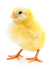 Small yellow chicken