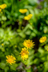green background, beautiful yellow flowers growing in a grass, soft focus