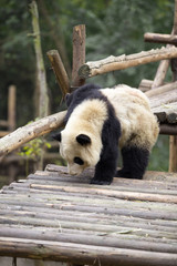 Naklejka na ściany i meble lovely giant panda in zoo