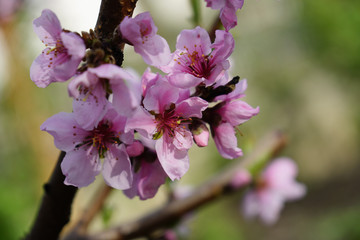 Macro shot of blooming in spring flowers of peach tree