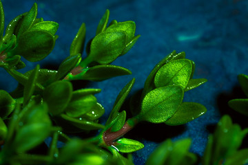 Obraz na płótnie Canvas Lemon thyme on a blue abstract background close up