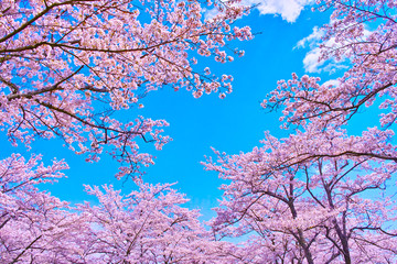 桜と青空