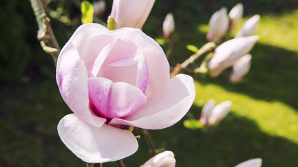 closeup of beautiful magnolia in garden