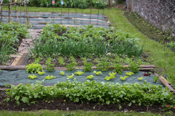 Vegetable garden